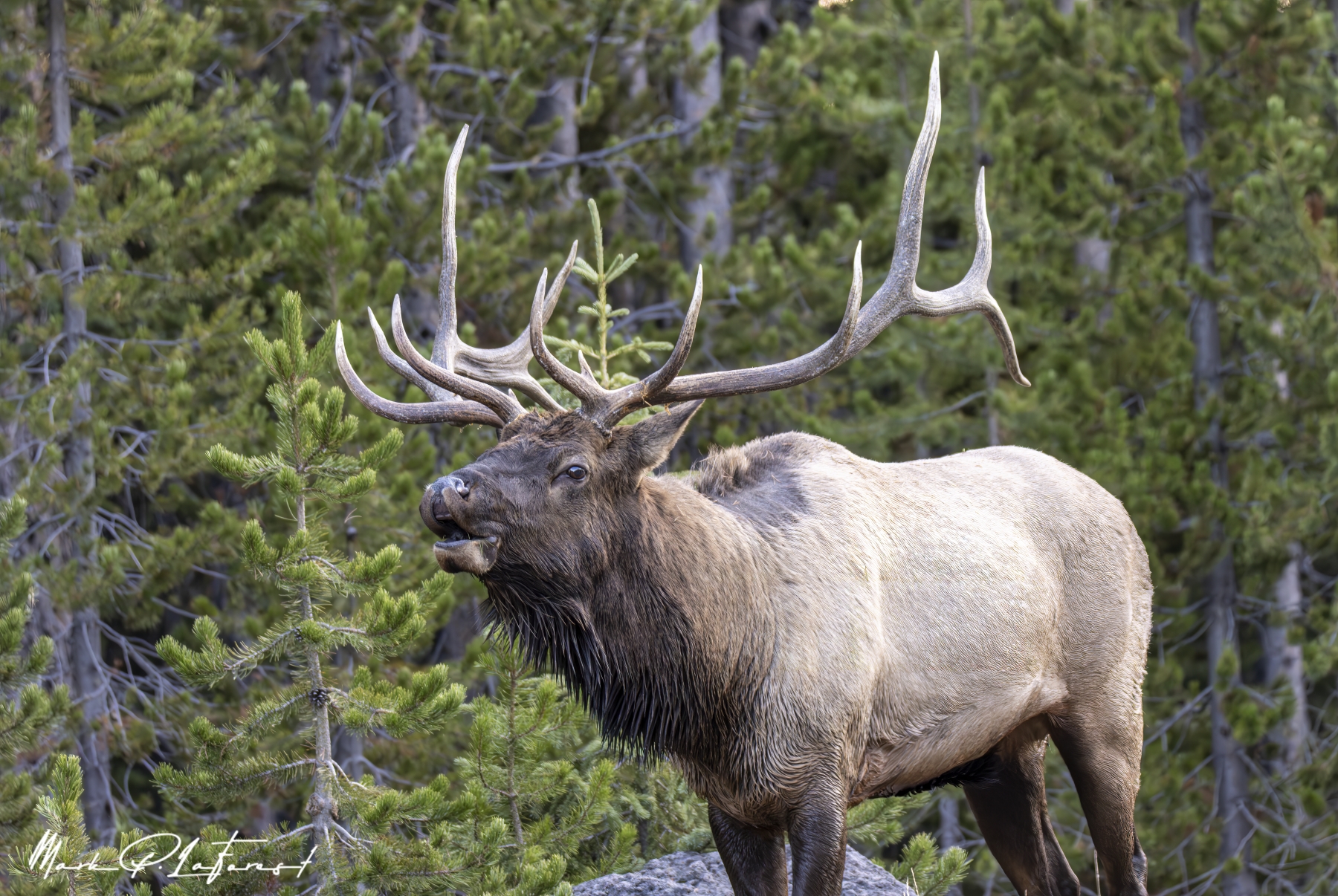 /gallery/north_america/USA/Wyoming/yellowstone/Bull Elk Yellowstone NP Sept 2024-030_med.jpg
